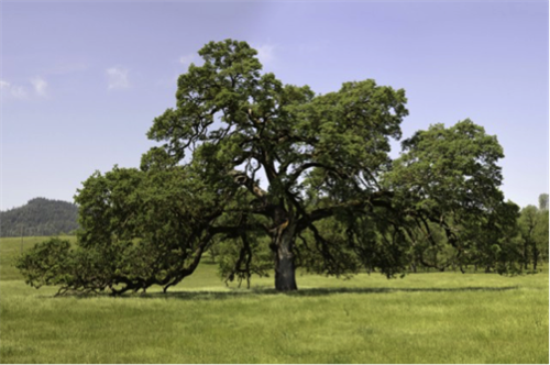 Oak tree color photo 