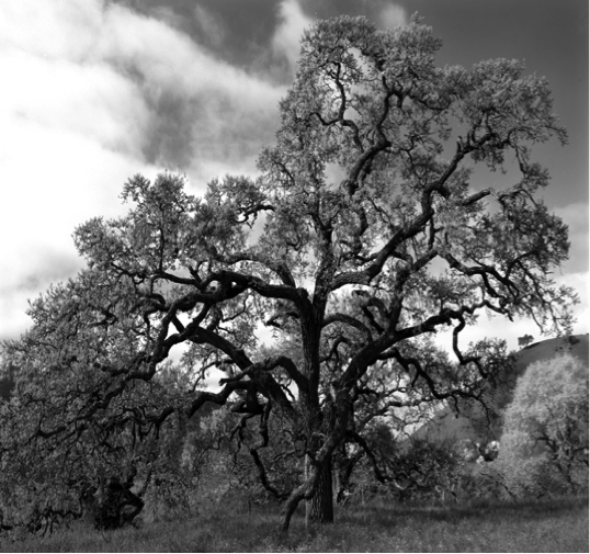 Black and White Oak Tree 