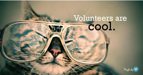 "Volunteers are cool" image of cat wearing glasses