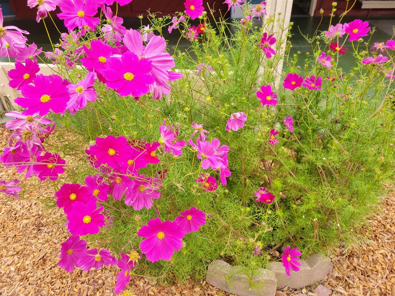 Cosmos in the Valley Vista Garden