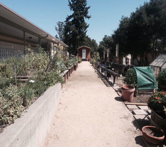 A path with garden beds on both sides, a shed and small greenouse.